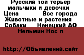 Русский той-терьер мальчики и девочки › Цена ­ 8 000 - Все города Животные и растения » Собаки   . Ненецкий АО,Нельмин Нос п.